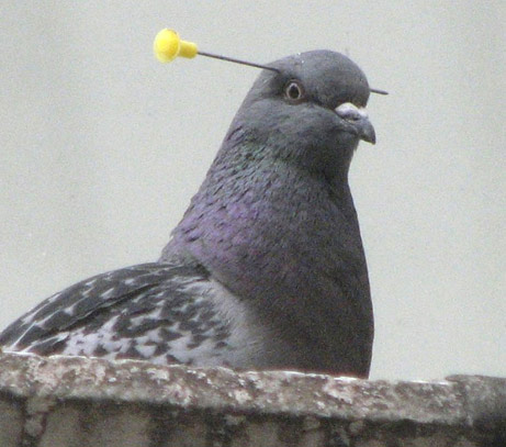 The Pigeon